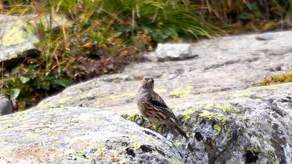 Alpine Accentor