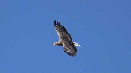 White-tailed Eagle