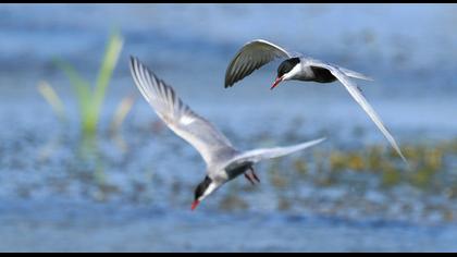 Whiskered Tern
