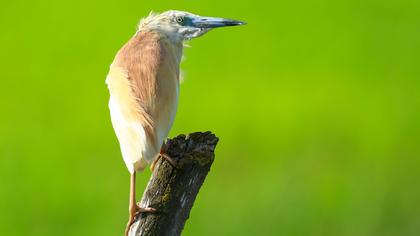 Squacco Heron
