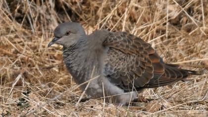 European Turtle Dove