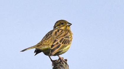 Yellowhammer