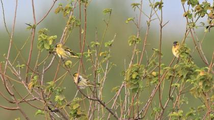 Eurasian Siskin