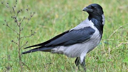 Hooded Crow