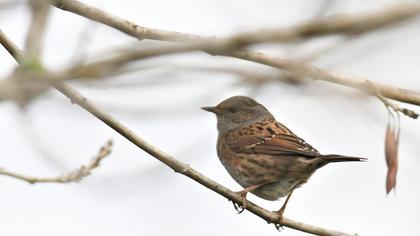 Dunnock