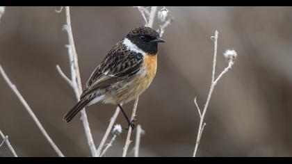 European Stonechat