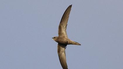 Pallid Swift