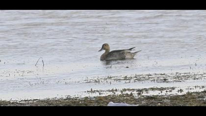 Northern Pintail