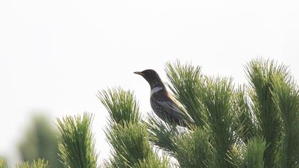 Ring Ouzel