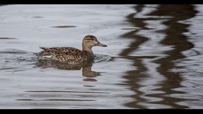 Eurasian Teal