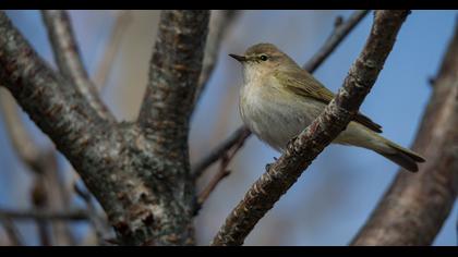 Common Chiffchaff