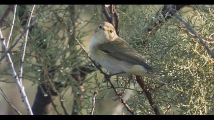 Eastern Bonelli`s Warbler
