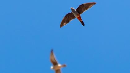 Red-footed Falcon