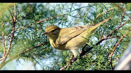 Willow Warbler