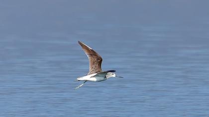 Common Greenshank