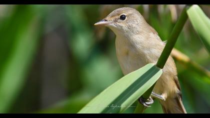 Great Reed Warbler