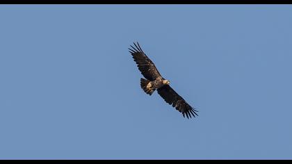 Eastern Imperial Eagle