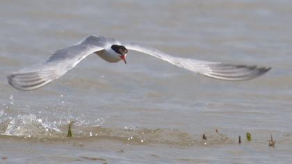 Common Tern