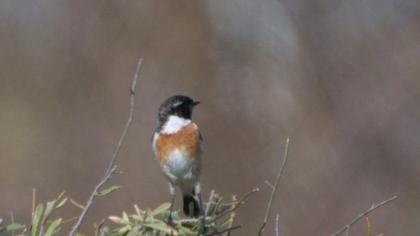 European Stonechat