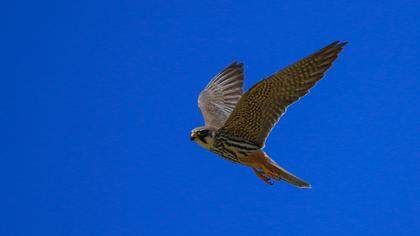 Eurasian Hobby