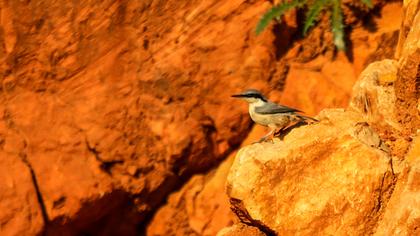 Western Rock Nuthatch