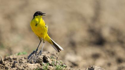 Western Yellow Wagtail
