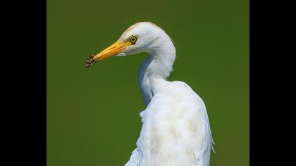 Western Cattle Egret