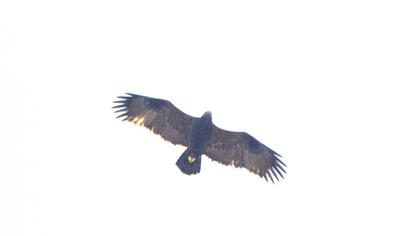 Steppe Eagle