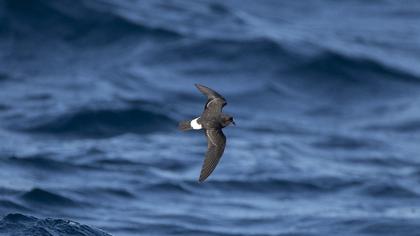 European Storm Petrel