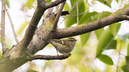 Yellow-browed Warbler