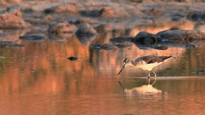 Common Greenshank