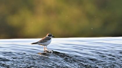 Little Ringed Plover