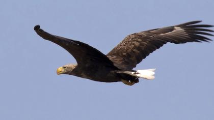 White-tailed Eagle