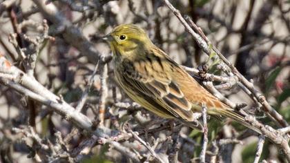 Yellowhammer