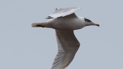 Pallas`s Gull