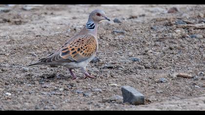 European Turtle Dove