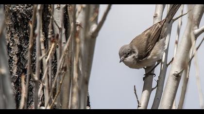 Lesser Whitethroat