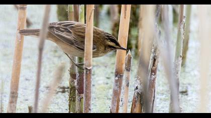 Sedge Warbler