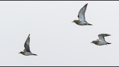 Pacific Golden Plover