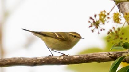 Yellow-browed Warbler