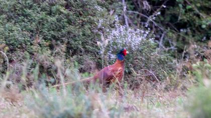 Common Pheasant