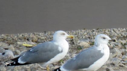 Yellow-legged Gull