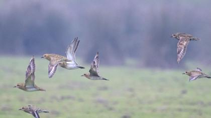 Pacific Golden Plover