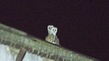 Western Barn Owl