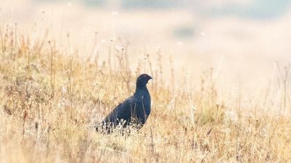 Caucasian Grouse