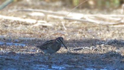 Jack Snipe