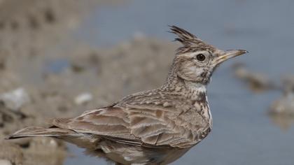 Crested Lark