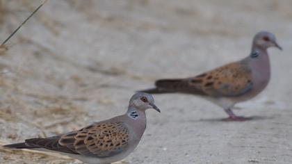 European Turtle Dove