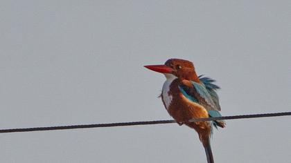 White-throated Kingfisher
