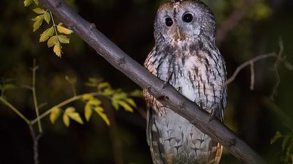 Tawny Owl